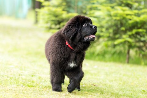 Beautiful Newfoundland puppy sitting on the grass in the garden,