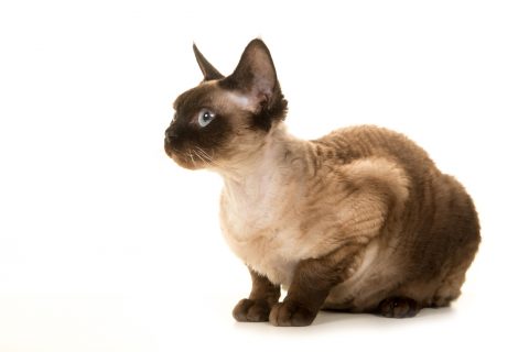 Devon rex cat lying down and looking to the left isolated on a white background seen from the side