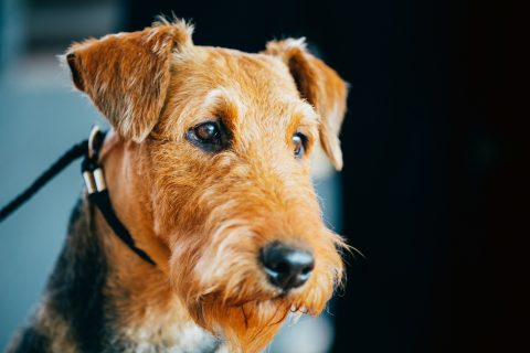 Brown Airedale Terrier Dog Close Up Portrait.
