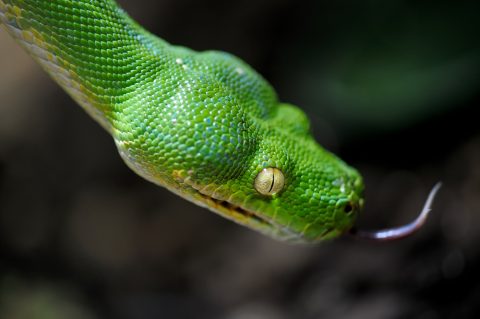 ミドリニシキヘビ