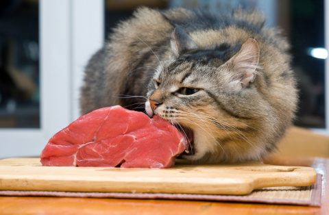 キャットフード　猫　餌　肉