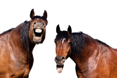 馬の顔の表情から読みとる4つの感情パターンとは Pepy