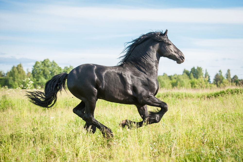 馬の4種類の歩法まとめ 特徴は 最高速度は Pepy