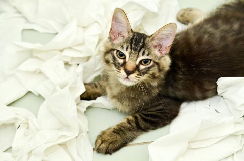 kitten playing with toilet paper