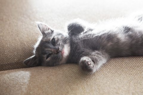 sleeping grey kitten