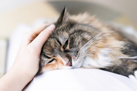 猫の痙攣やひきつけ 原因は 背中や足は病気 睡眠中の対処法は Pepy