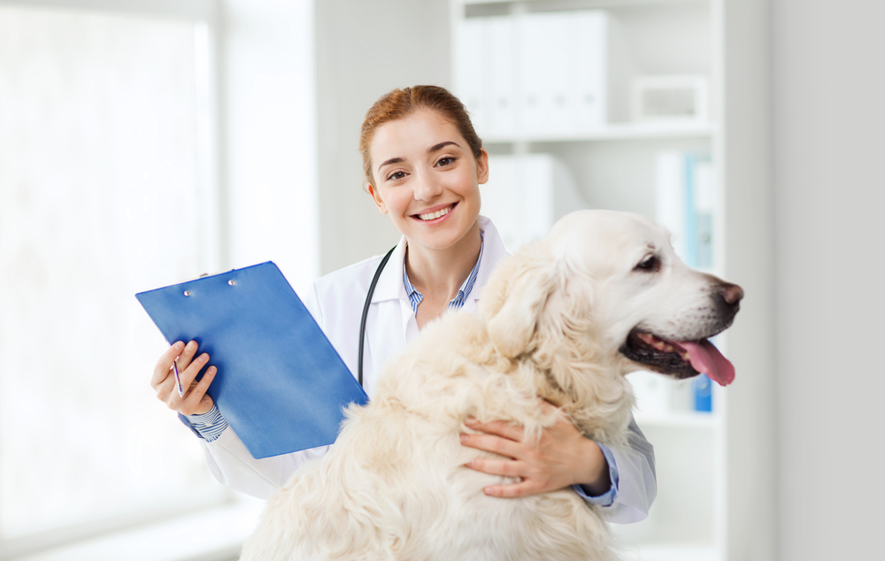 犬の血尿 症状と原因を解説 考えられる病気と対処法は Pepy