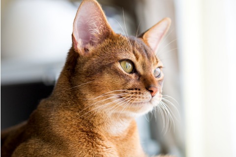 purebred-abyssinian-cat-picture-id490016990