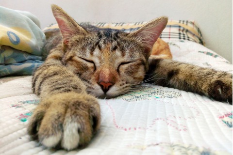 cat-sleeping-on-the-couch-picture-id908933464