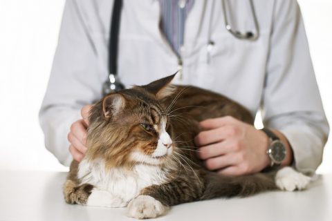 Cat on examination with a doctor