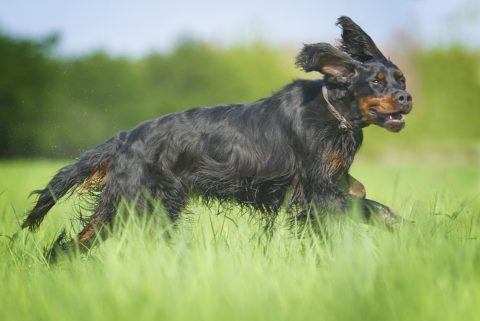 beautiful fun young gordon setter dog puppy running and hunting
