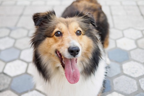 dog-shetland-sheepdog-collie-standing-on-ground-looking-at-camera-picture-id939926490