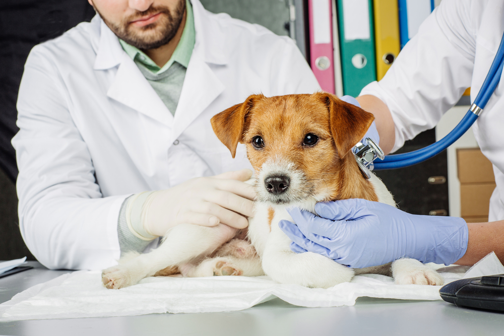 犬の鼻づまり 症状と原因を解説 考えられる病気と対処法は Pepy