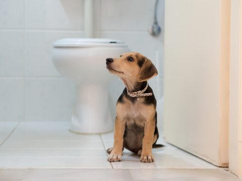 犬　トイレ　素材