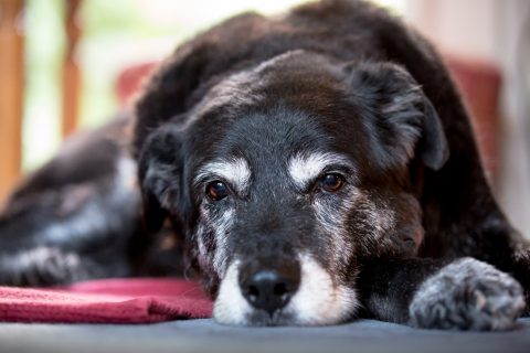 Old sad grey and black dog lies on a carpet