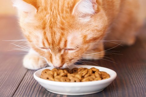 Red cat eating dry food from a plate
