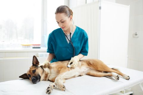 Healthcare of dog