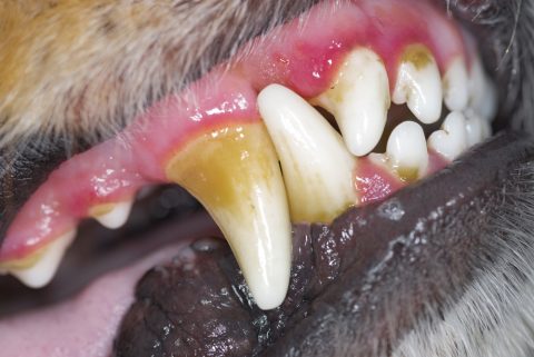 犬 歯