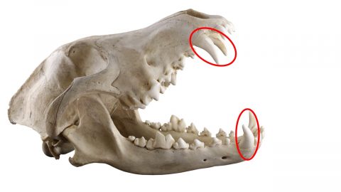 犬の歯 犬歯