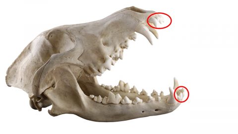 犬の歯 問歯