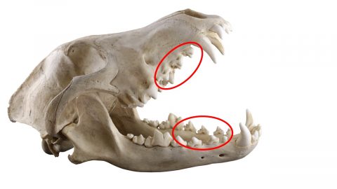犬の歯 前臼歯