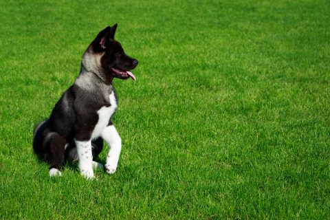 Dog breed American Akita