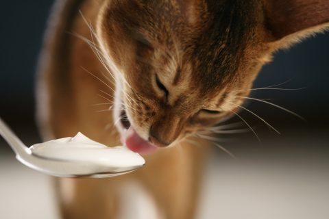 猫　餌　キャットフード