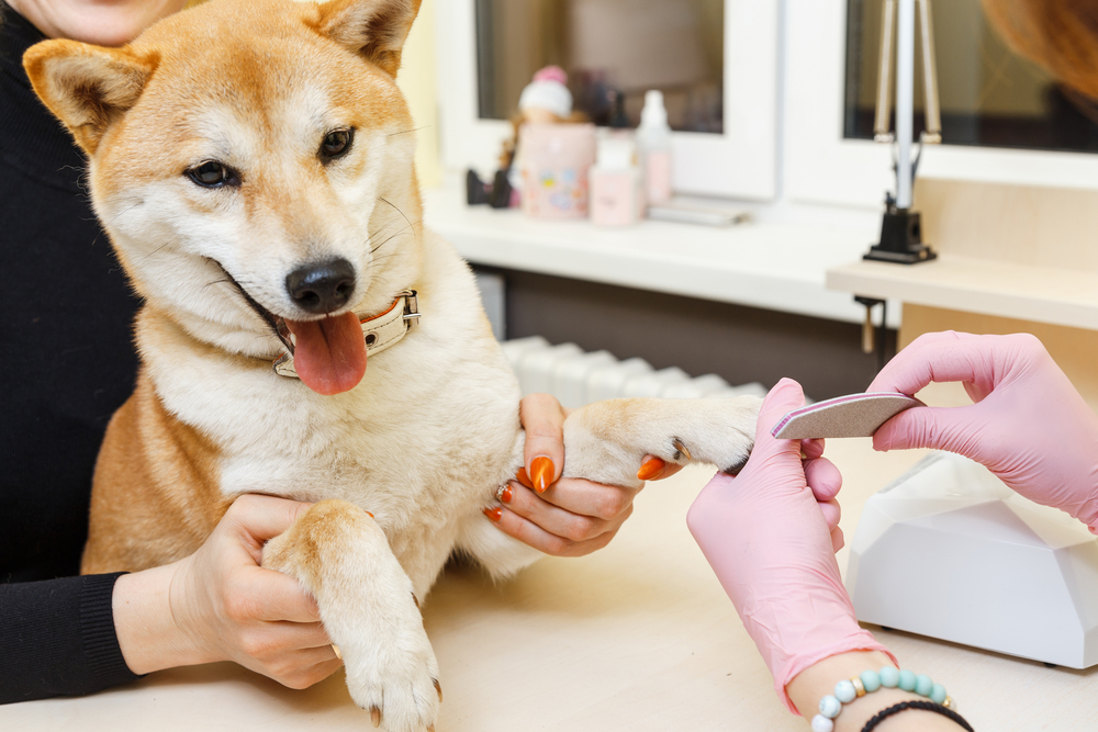 柴犬の爪切り 頻度や正しい方法 注意点は 実際の飼い主さんにもインタビュー Pepy