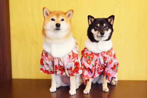 日本犬まとめ 歴史や種類は 和犬 地犬についても詳しく紹介 Pepy