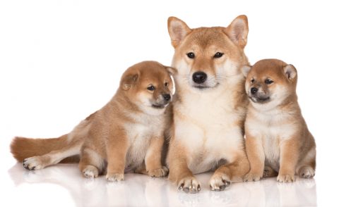 日本犬まとめ 歴史や種類は 和犬 地犬についても詳しく紹介 Pepy
