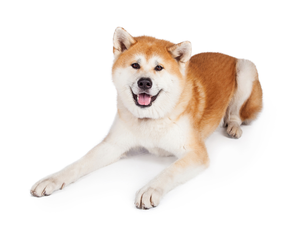 21年最新 人気の大型犬は 好きな大型犬種ランキング 一位になったのは忠犬で知られる 秋田 Pepy
