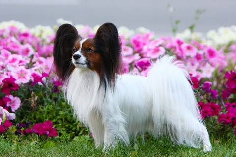 beautiful-papillon-dog-stands-on-a-background-of-flowers-picture-id1142393183