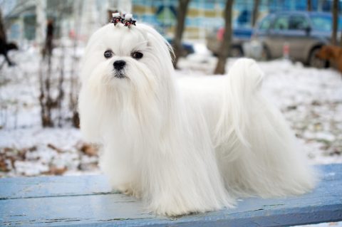 A stunning white Maltese canine if