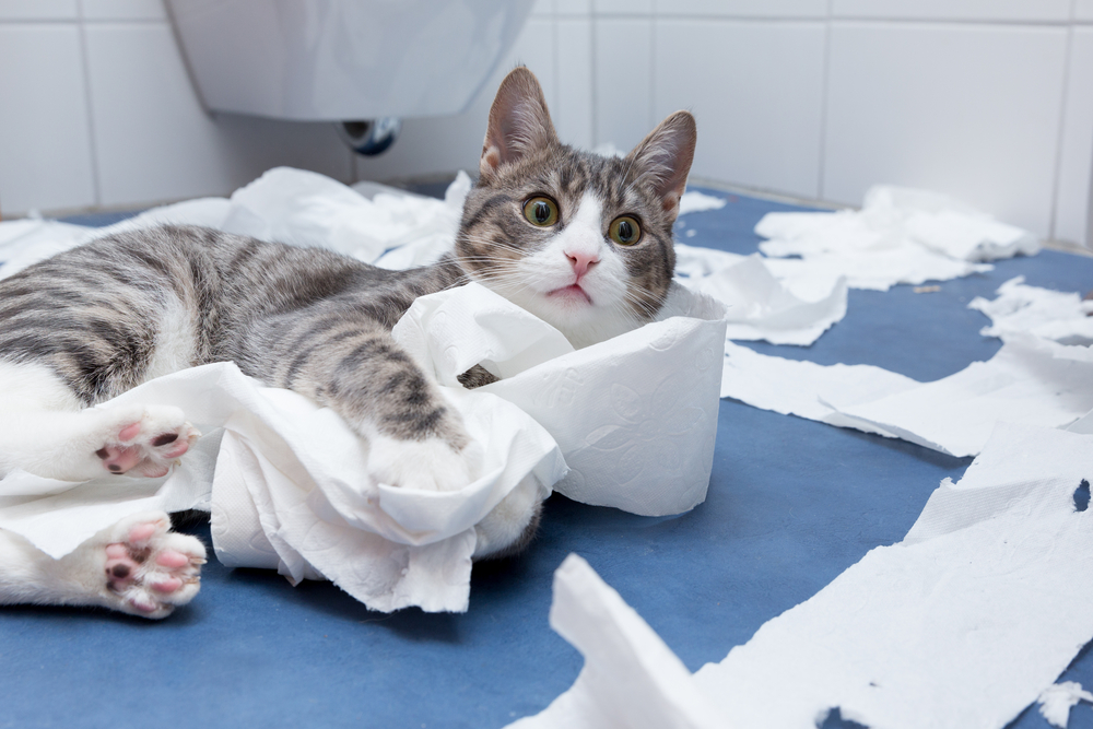 通販激安】 自動猫トイレ スクープフリー - 猫用品 - www.fonsti.org