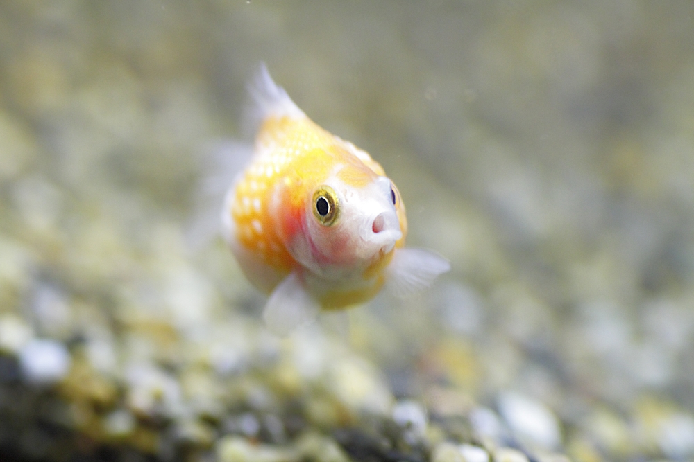 ピンポンパールは他の熱帯魚との混泳に向かない 3つの理由は Pepy
