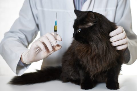 Sick cat at a doctor's appointment