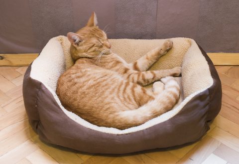 猫ベッド1