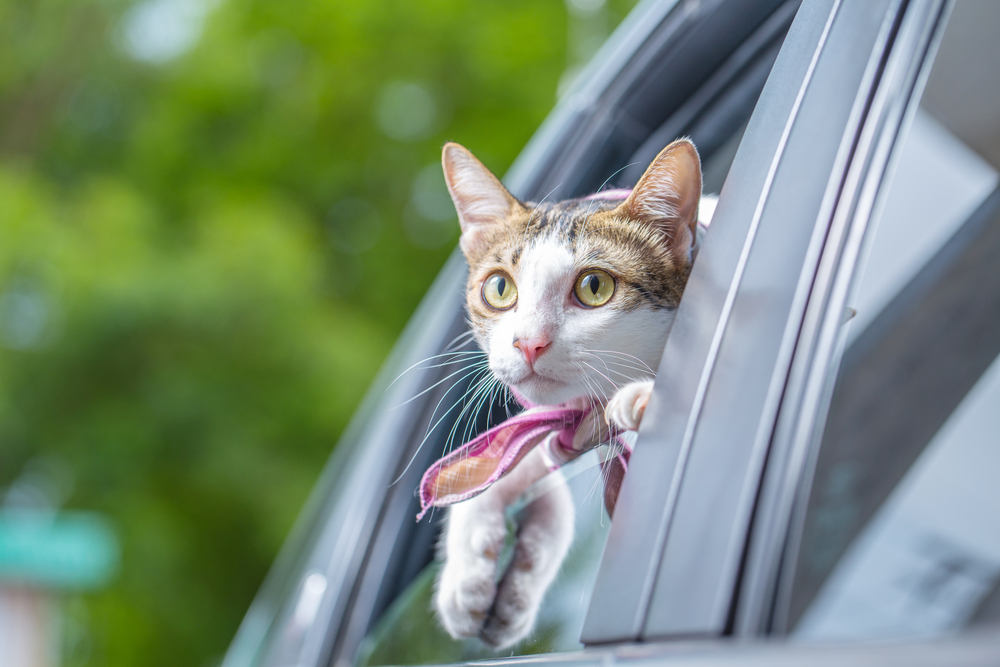 猫の車酔いまとめ 原因や症状は 対策も併せて紹介 Pepy