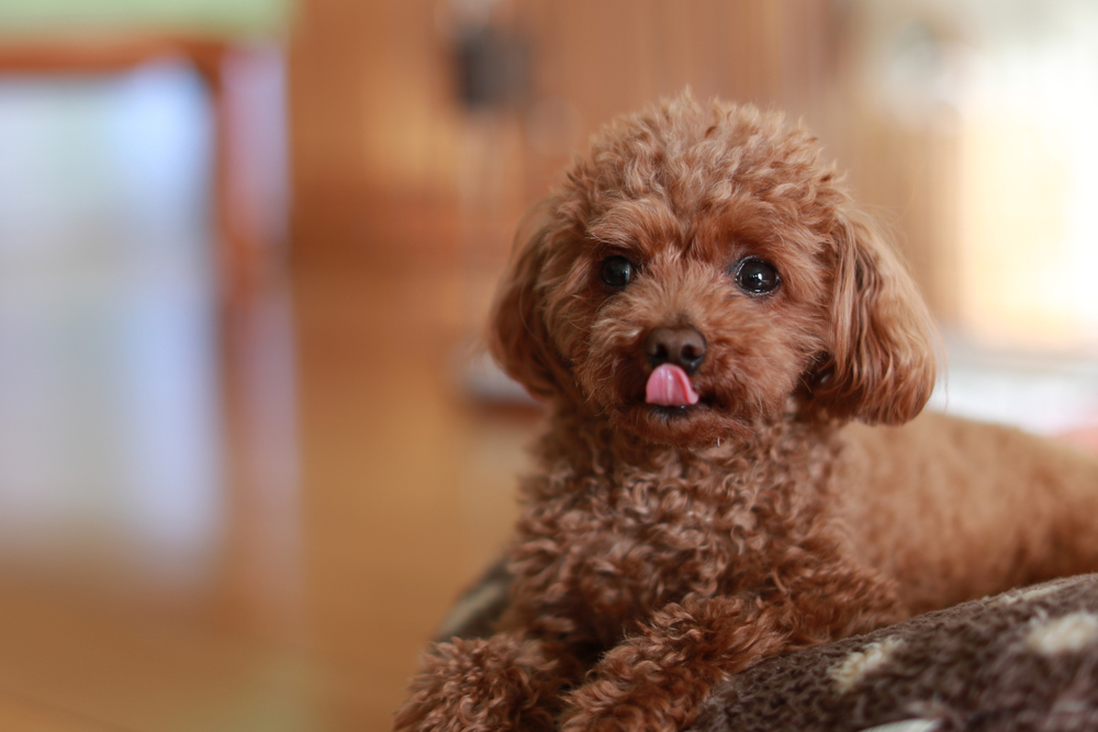 トイプードルの人気ミックス犬の種類 10種まとめ Pepy