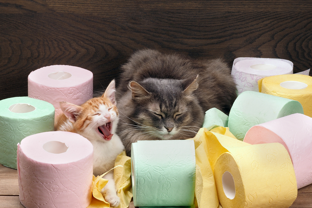 猫がトイレを失敗してしまう 原因や対策は おすすめ商品は Pepy