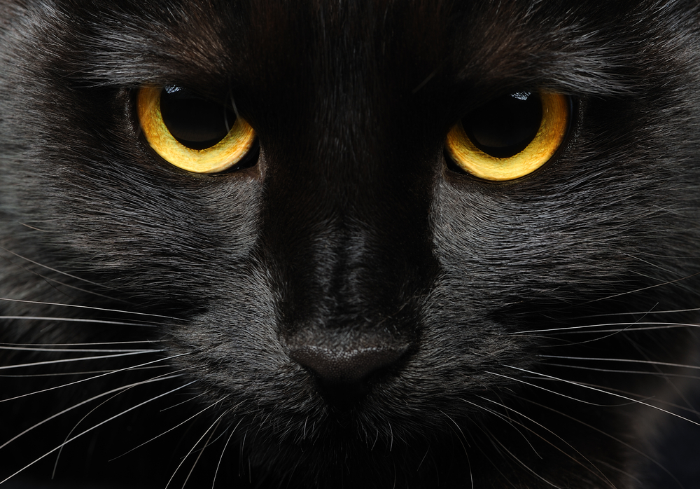 黒猫が横切るのは不吉 幸運 迷信が生まれた時代背景や由来 黒猫にまつわる様々な迷信も紹介 Pepy