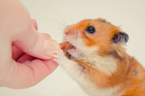 Funny greedy Syrian hamster taking a nut from a human hand