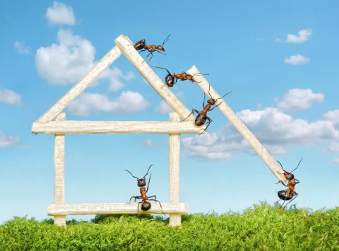 team of ants constructing wooden house