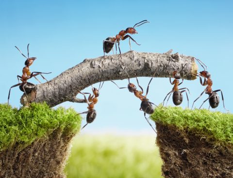 team of ants constructing bridge on sunny day, teamwork concept