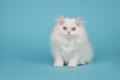 white-persian-longhair-kitten-with-blue-eyes-sitting-on-a-blue-picture-id1015277554