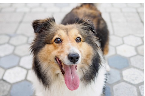 dog-shetland-sheepdog-collie-standing-on-ground-looking-at-camera-picture-id939926490 (1)