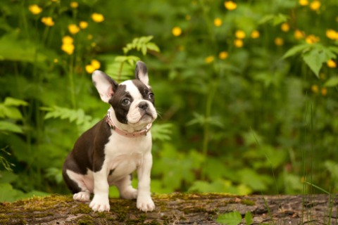 boston-terrier-french-bulldog-puppy-picture-id495475411