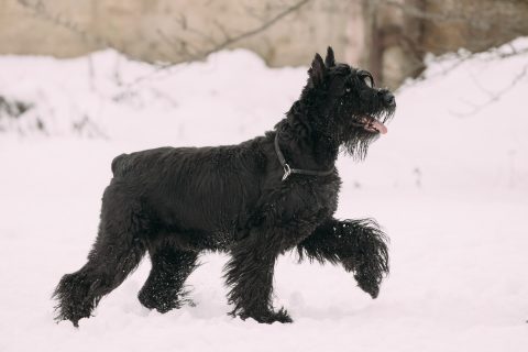 Funny Young Black Giant Schnauzer Or Riesenschnauzer Dog Walking Outdoor In Snow, Winter Season