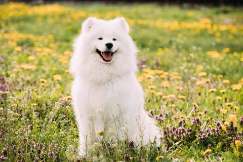 Young Happy Smiling White Samoyed Dog Or Bjelkier, Smiley, Sammy Outdoor In Green Spring Meadow With Yellow Flowers