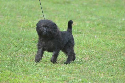 Adorable Black Affenpinscher Dog
